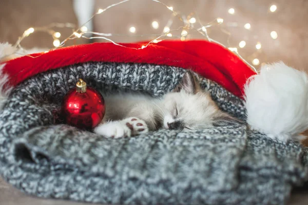 Kitten sleep in christmas hat — Stock Photo, Image