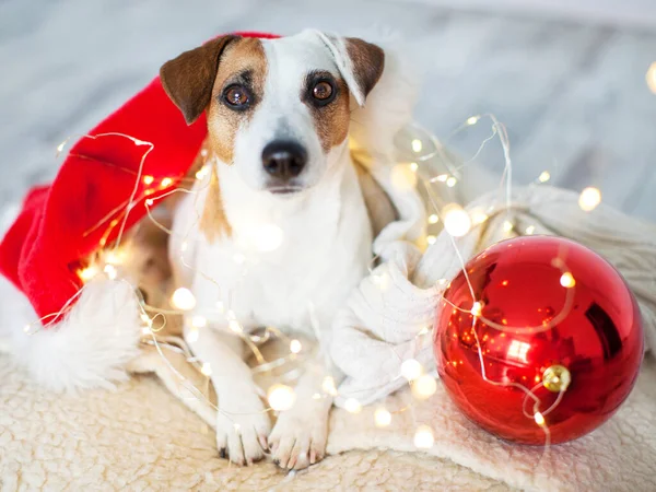 Noel ağacının yanındaki köpek.