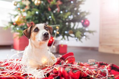 Noel ağacının yanındaki köpek.