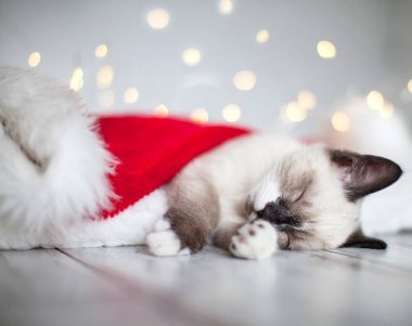 Kedi yavrusu Noel şapkasıyla uyuyor.