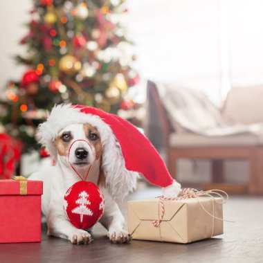 Noel ağacının yanındaki köpek.