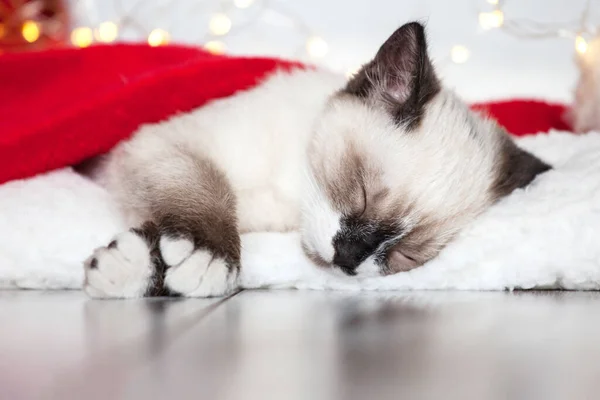 크리스마스 모자를 쓰고 자는 고양이 — 스톡 사진