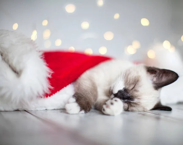 Gatito dormir en navidad sombrero —  Fotos de Stock