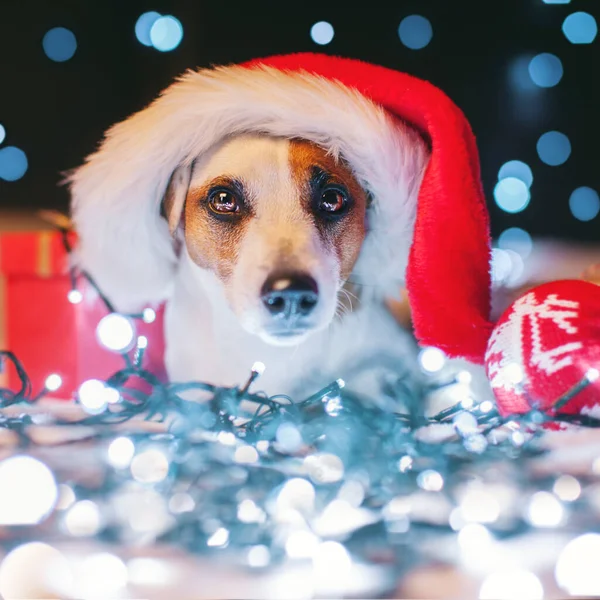 Noel şapkalı köpek. — Stok fotoğraf