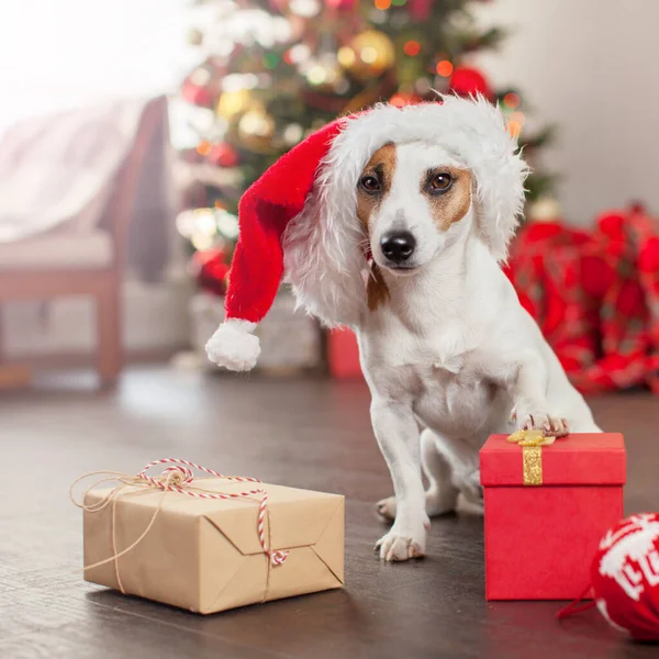 Kutya közel karácsonyfa — Stock Fotó