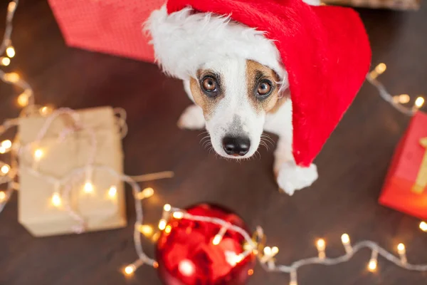 Perro cerca del árbol de Navidad — Foto de Stock