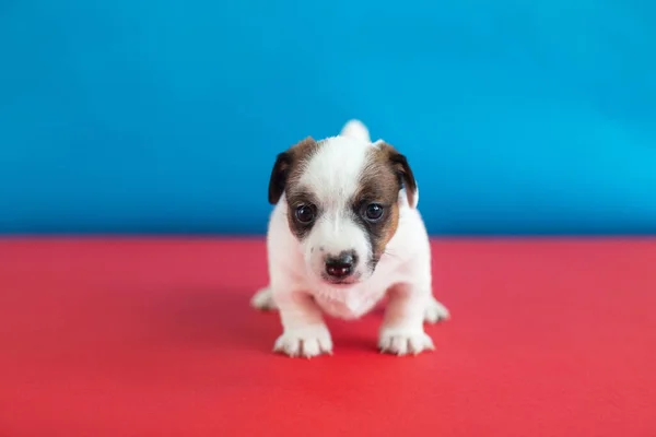 Small puppy dog — Stock Photo, Image