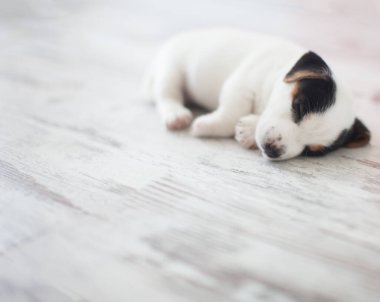 Yeni doğmuş yavru köpek uyuyor.