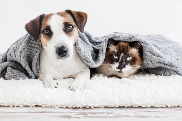 Hund und Katze unter Plaid — Stockfoto