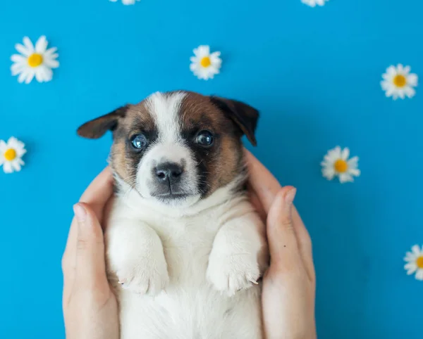 Small puppy dog — Stock Photo, Image