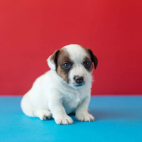 Küçük yavru köpek. — Stok fotoğraf