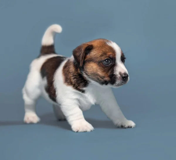 Kleine puppy hond — Stockfoto