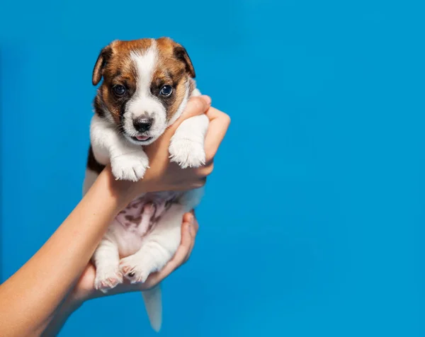 Owner holds the puppy in his hands — Stock Photo, Image