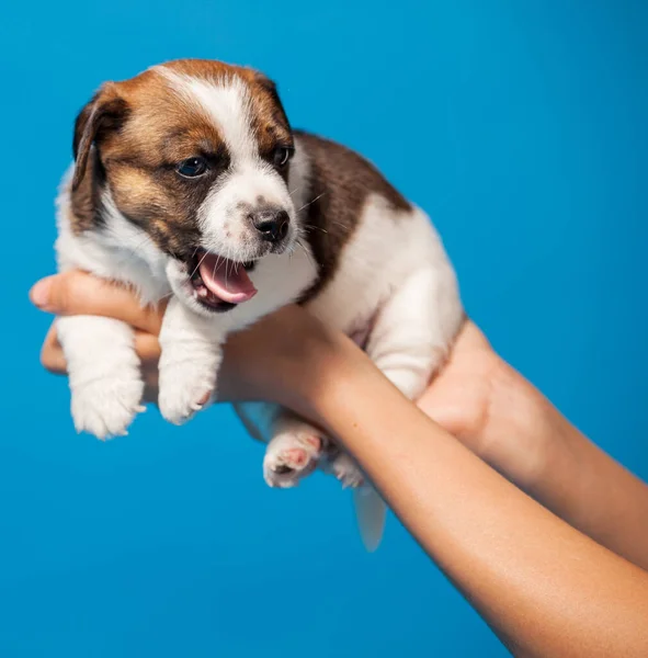 Owner holds the puppy in his hands — Stock Photo, Image
