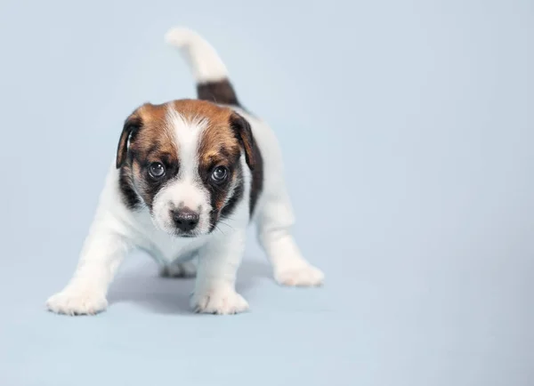 Small puppy dog — Stock Photo, Image