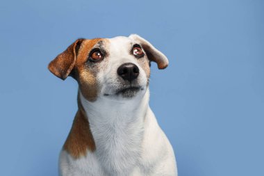 Mavi arka planda köpek portresi. Evcil hayvan stüdyo çekimlerine bakıyor.