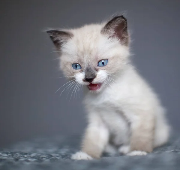 Кошеня Білій Язаній Ковдрі Маленький Розрізаний Кіт Вдома — стокове фото