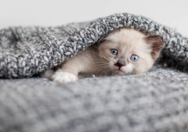 Gatinho Cobertor Malha Branca Pequeno Gato Cortado Casa — Fotografia de Stock