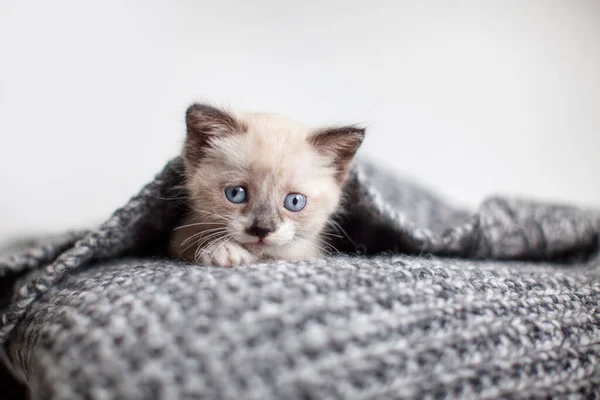 Kitten Een Witte Gebreide Deken Kleine Gesneden Kat Thuis — Stockfoto