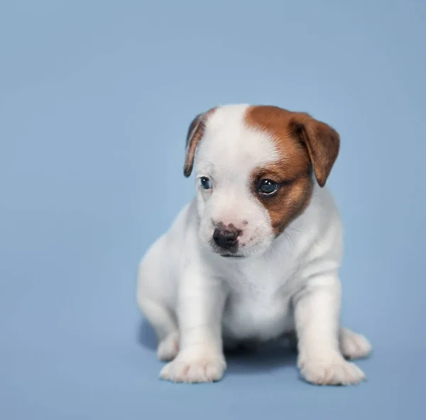 Little Puppy Blue Background Young Dog Studio Shot — Stock Photo, Image
