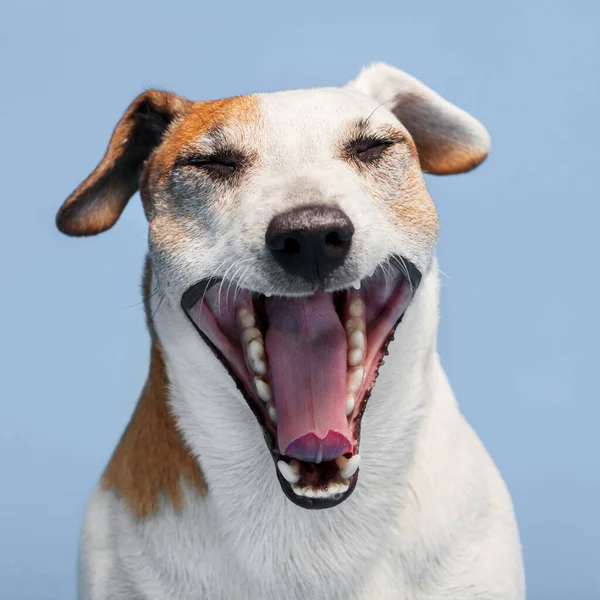 Perro Bosteza Fondo Azul Mascotas Retrato Estudio Disparo — Foto de Stock