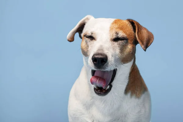 Hund Gähnt Vor Blauem Hintergrund Haustiere Portrait Studio Erschossen — Stockfoto