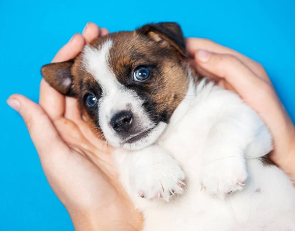 Owner Holds Puppy His Hands Little Puppy Blue Background Young — Stock Photo, Image