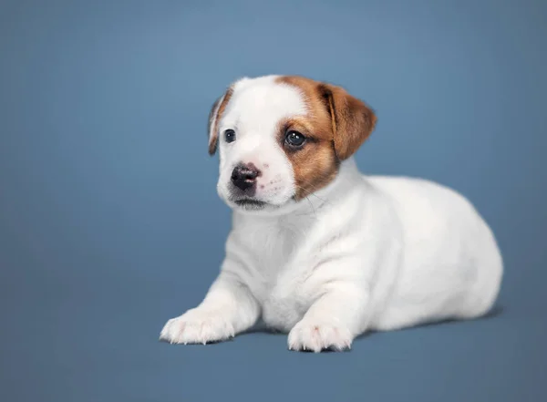 Young Dog Studio Shot Little Puppy Blue Background — Stock Photo, Image