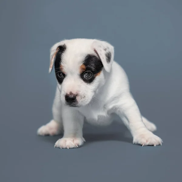 Маленький Щенок Синем Фоне Студия Молодых Собак — стоковое фото