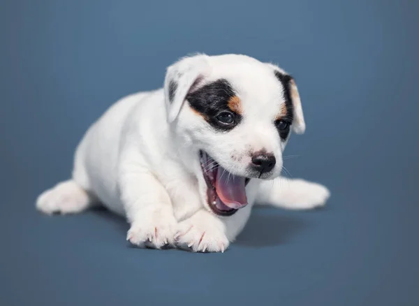 Kleiner Welpe Auf Blauem Hintergrund Junger Hund Erschossen — Stockfoto