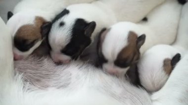 Yeni doğmuş yavrular köpek sütü emiyorlar.