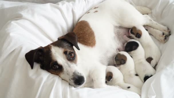 Chiots nouveau-nés sucer le lait de chien — Video