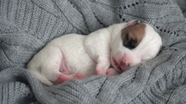 Yeni doğmuş köpek örgü örülmüş ekose üzerinde uyuyor.