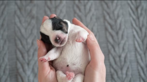 Filhote de cachorro dormindo nas mãos dos proprietários — Vídeo de Stock