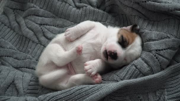 Cachorro recién nacido Durmiendo sobre cuadros de punto — Vídeo de stock
