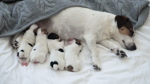 Chiots nouveau-nés sucer le lait de chien — Video