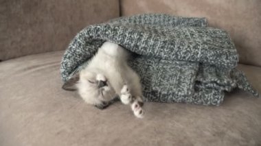 Şirin gri kedi yavrusu kanepede şaşkın şaşkın oturuyor.
