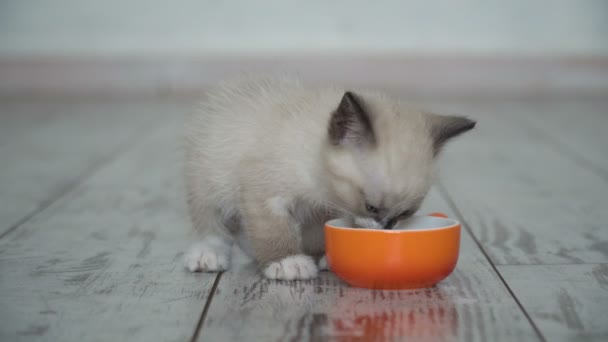 Котёнок ест пищу из миски — стоковое видео