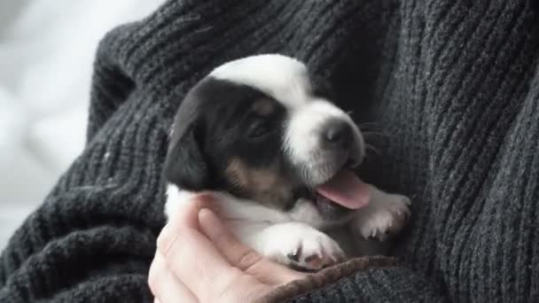 Newborn puppy yawns on hands — Stock Video