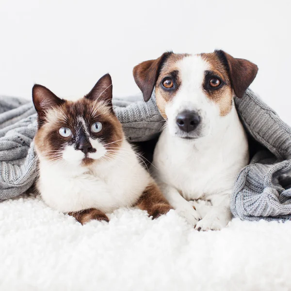 Cat and dog. Pets at home together under knitted plaid