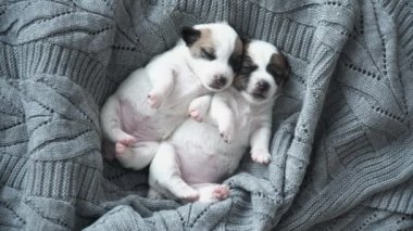 Yeni doğmuş köpek örgü örülmüş ekose üzerinde uyuyor.