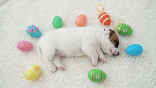 Cachorro recién nacido durmiendo en cuadros — Vídeos de Stock