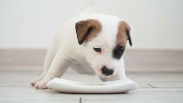 Filhote de cachorro dá leite na tigela — Vídeo de Stock