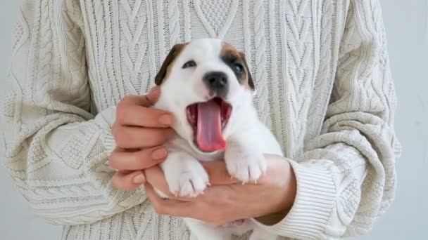 Leuke Puppy geeuwen bij de hand — Stockvideo