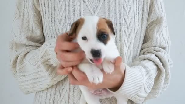 Leuke Puppy geeuwen bij de hand — Stockvideo