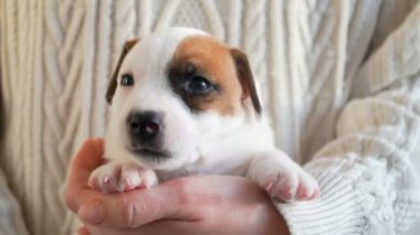 Köpek yavrusunun portresi Küçük köpek esniyor