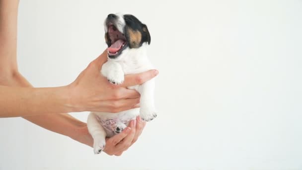 Cachorro durmiendo en las manos de los propietarios — Vídeo de stock