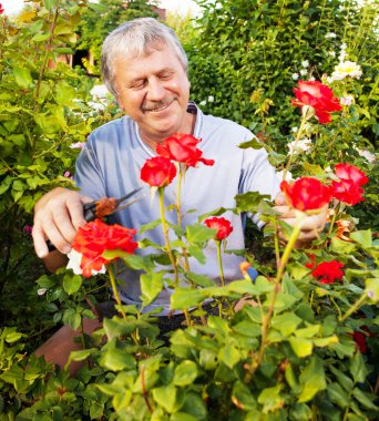 Bahçede güllerle ilgilenen olgun bir adam.