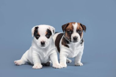 Genç köpek stüdyosu mavi arka planda küçük köpek yavruları çekti.