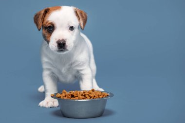 Yavru köpeği yiyen küçük köpek bir kaseden köpek maması yiyor. Stüdyo Çekimi
